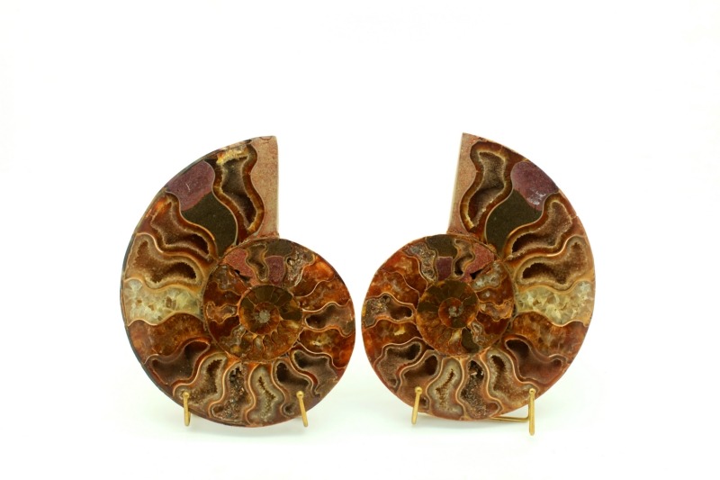 AMMONITE-