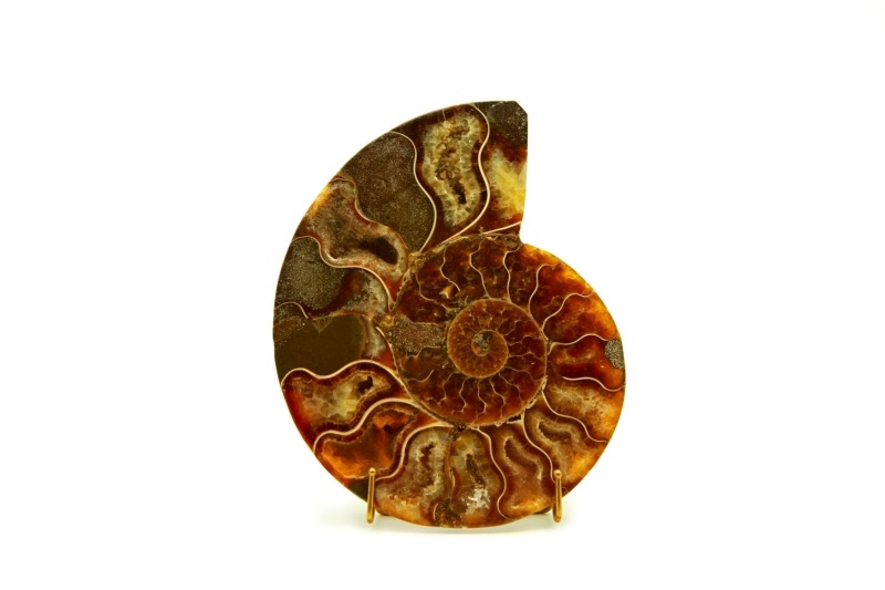 AMMONITE-3-