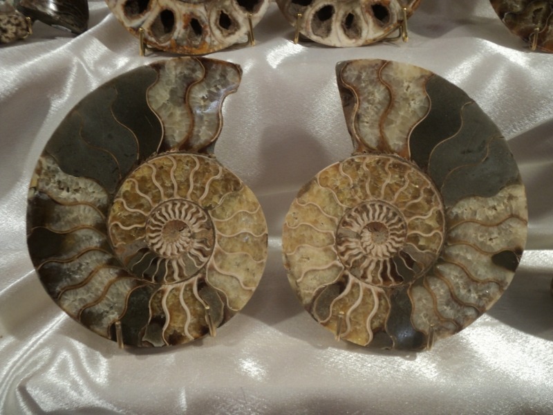 AMMONITES